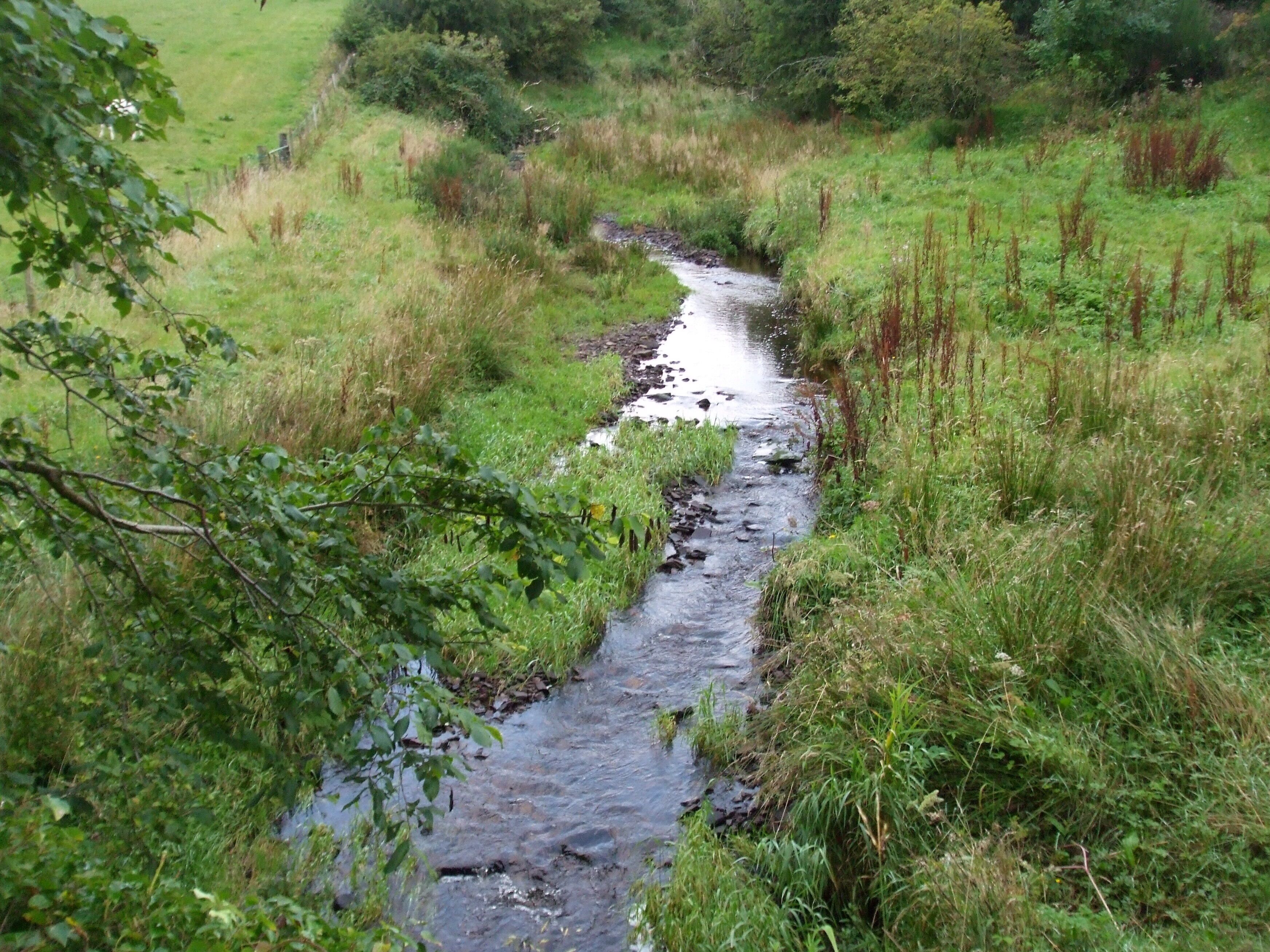 A narrow stream flowing through a grassy landscape with dense vegetation on either side.