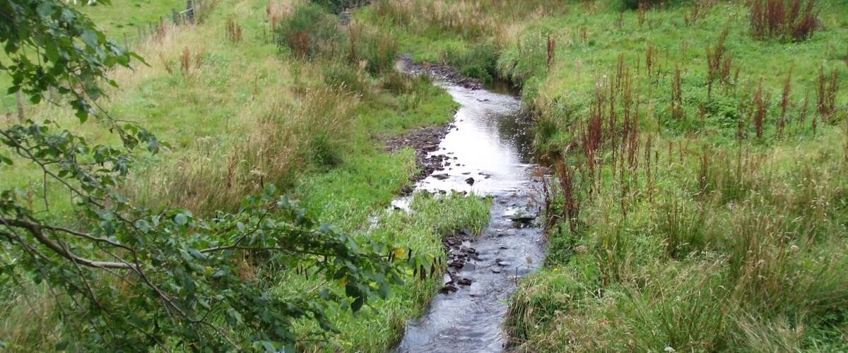 A narrow stream flowing through a grassy landscape with dense vegetation on either side.
