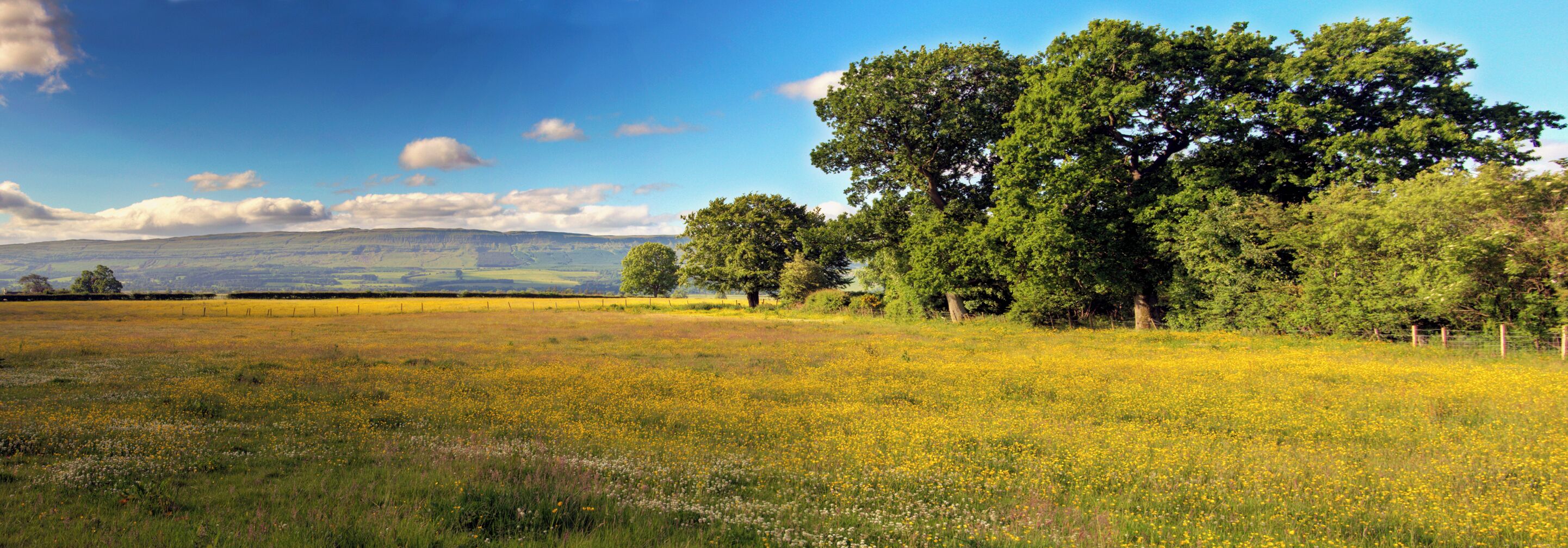 Summer Morning - Oaks And Meadow