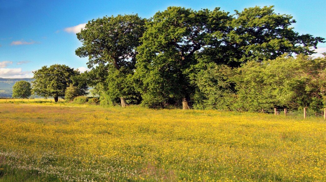 Summer Morning - Oaks And Meadow