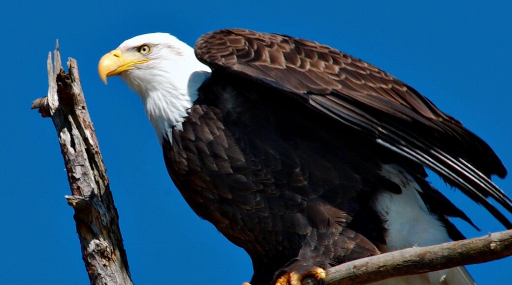 Lake Ouachita State Park which includes bird life