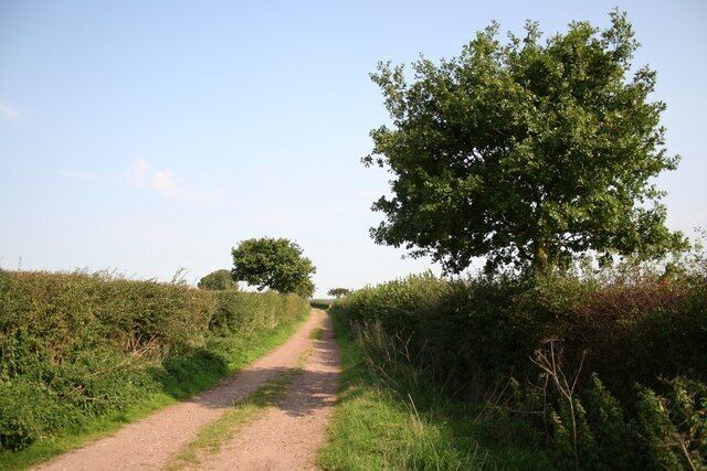 A rural dirt road flanked by dense hedgerows and a large tree.