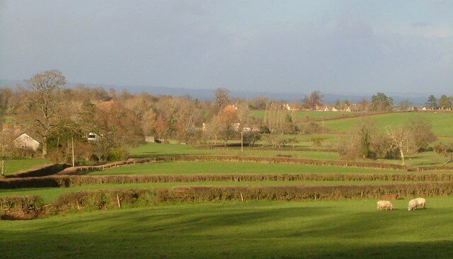 A rural landscape with rolling fields, scattered trees, and a few sheep grazing.