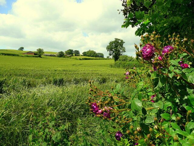 View to Aston Court Farm Across the wheat fields from the edge of Aston Ingham village.