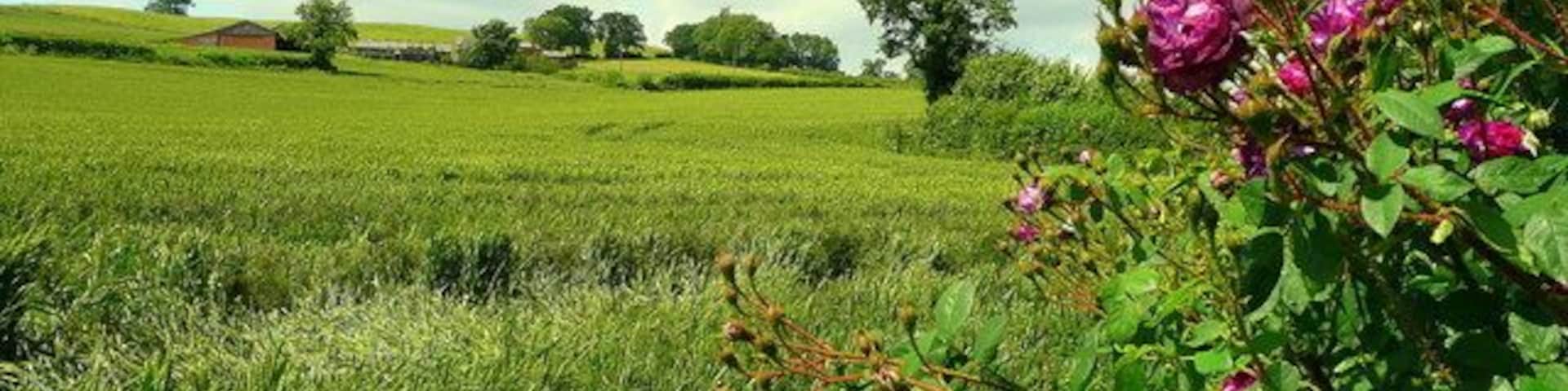 View to Aston Court Farm Across the wheat fields from the edge of Aston Ingham village.