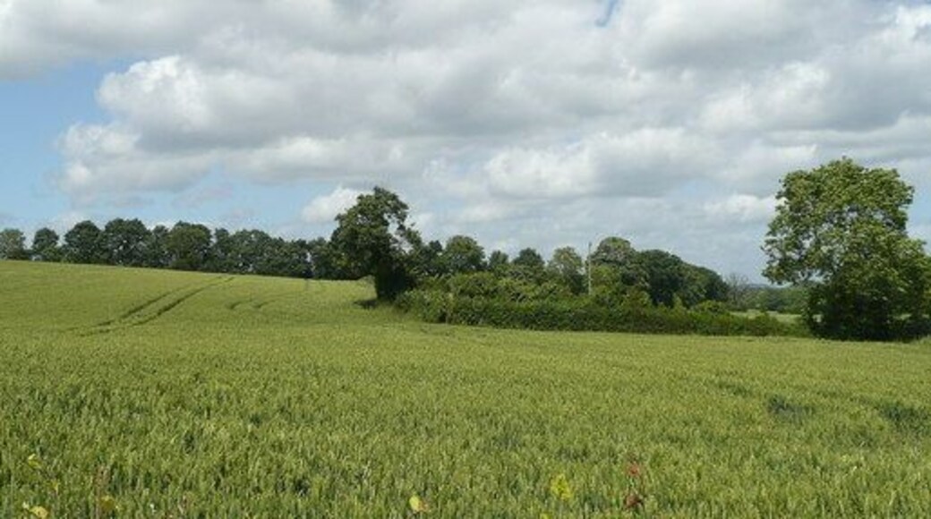 Farmland north of Aston Ingham A field of wheat in the foreground.