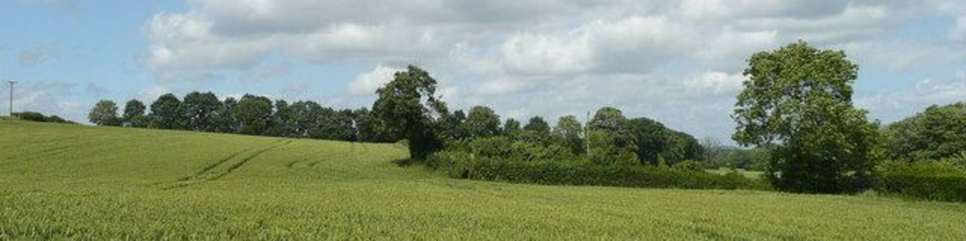 Farmland north of Aston Ingham A field of wheat in the foreground.