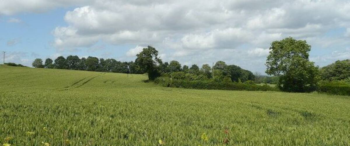 A green field with trees in the background.