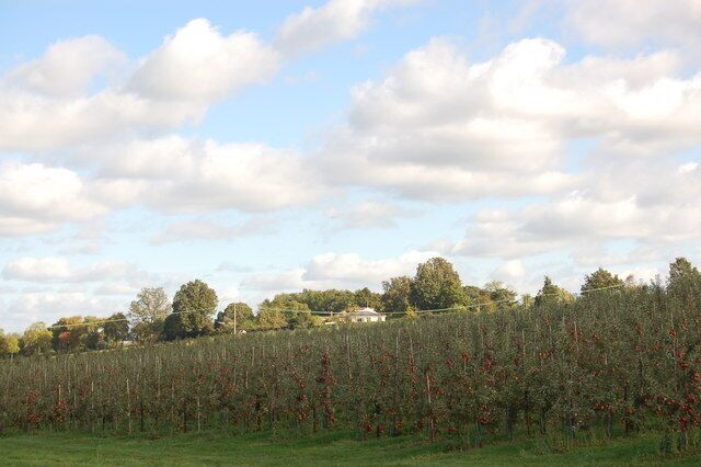 Apple orchard at Little Gorsley, Herefordshire