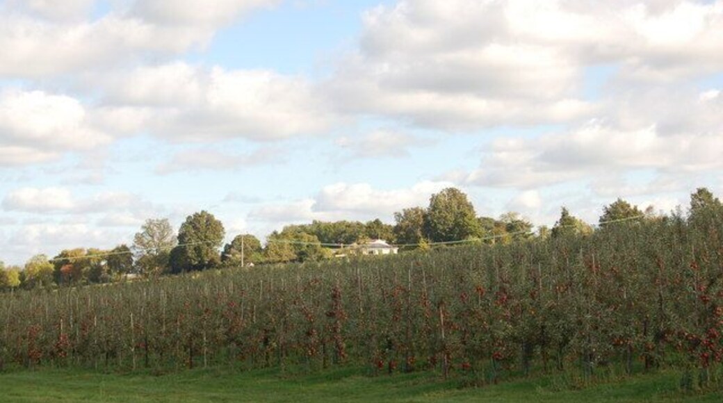 Apple orchard at Little Gorsley, Herefordshire