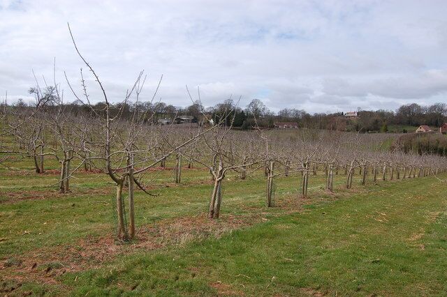 Apple orchards near Little Gorsley View looks to the north-west across extensive apple orchards typical of the immediate area. The orchards of Sargent's farm are in the far distance.