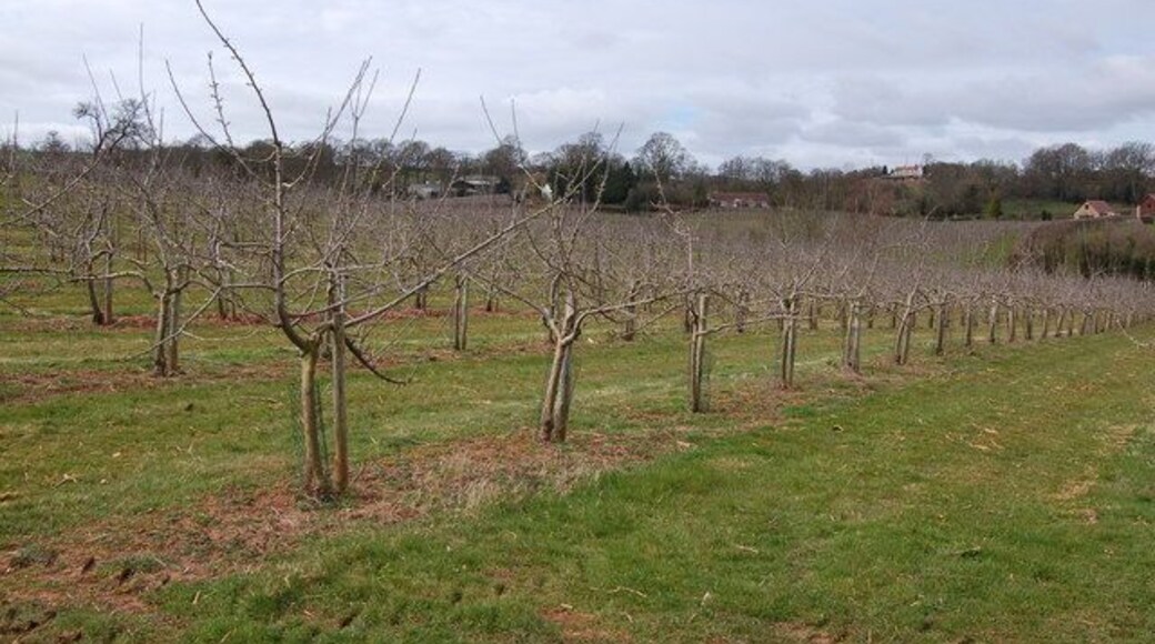 Apple orchards near Little Gorsley View looks to the north-west across extensive apple orchards typical of the immediate area. The orchards of Sargent's farm are in the far distance.