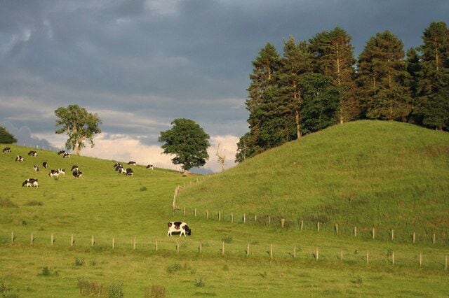 Farmland Little Salkeld Dairy cows graze peacefully in fields on the banks of the River Eden.