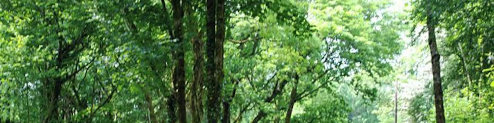 Cwm of the Nant Wysg The stream descends quite steeply down the wooded cwm. On the right is the entrance to Cwarel-isaf, while on the other side of the stream, hidden by the trees, is the trackbed of the Lampeter, Aberayron and New Quay Light Railway, now a farm track.