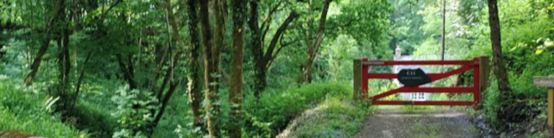 Cwm of the Nant Wysg The stream descends quite steeply down the wooded cwm. On the right is the entrance to Cwarel-isaf, while on the other side of the stream, hidden by the trees, is the trackbed of the Lampeter, Aberayron and New Quay Light Railway, now a farm track.