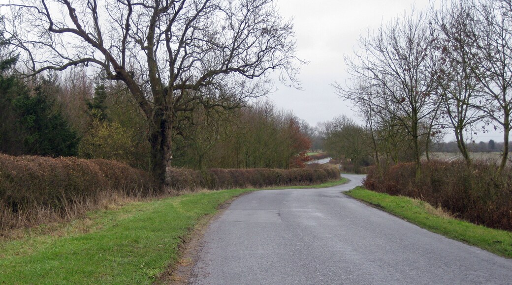 Plantation, Thornton Road Looking towards Thornton-le-Moor.