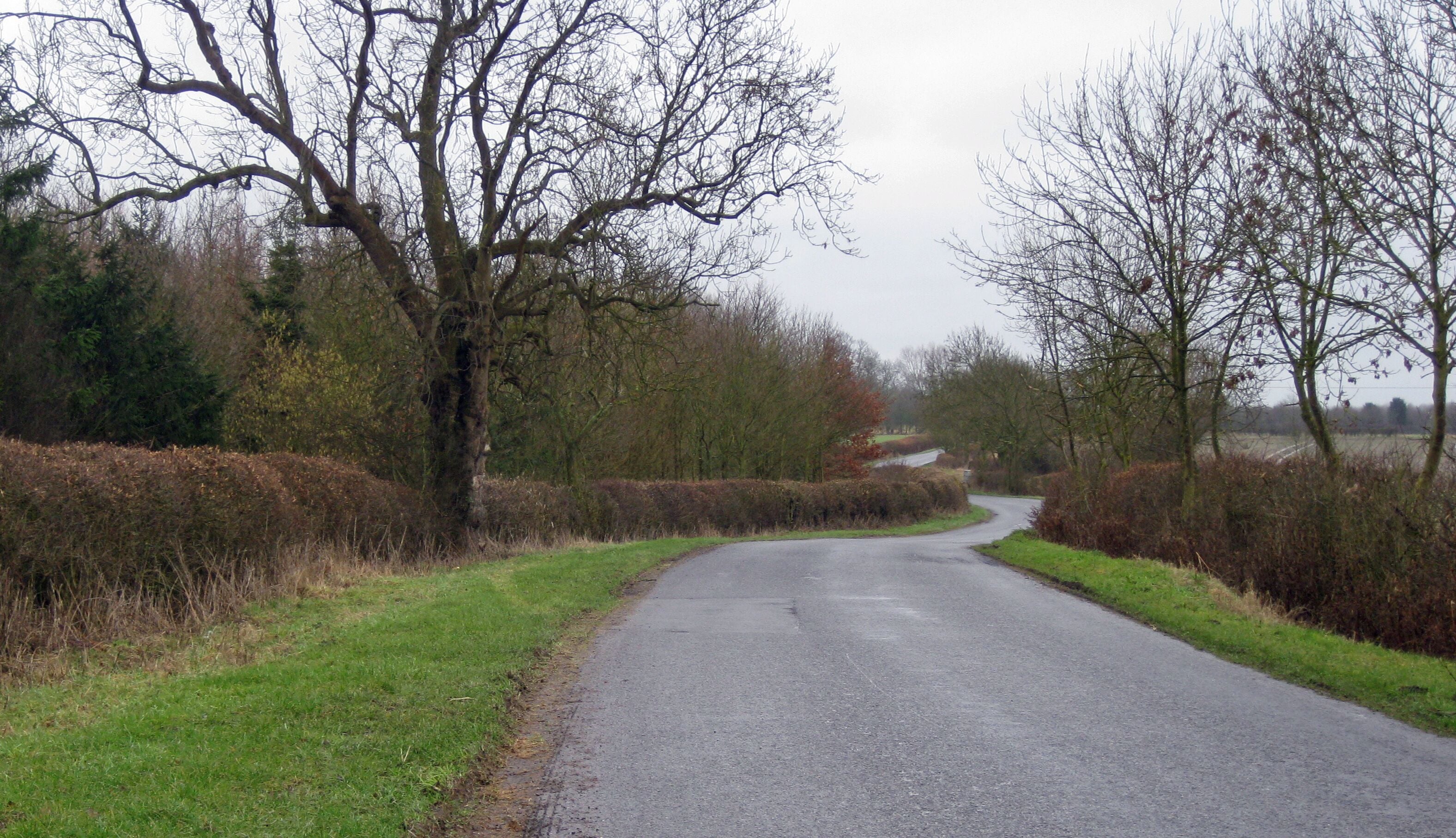A rural road curving through a countryside with trees and hedgerows on both sides.
