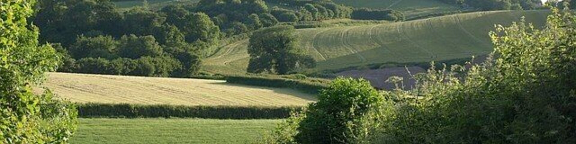 Countryside south of Abbotskerswell The lane from Greatoak Cross to Gulland Cross drops to a valley which drains through Abbotskerswell. The view ahead divides between squares; much of the left side of the image is in SX8567, and the trees on the far hill, which conceal housing at Two Mile Oak Cross, are in SX8467.