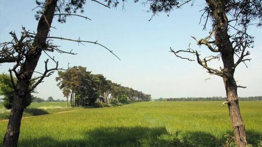 Field of barley A bridleway to Shottisham leads north along the side of this shelter belt of trees.