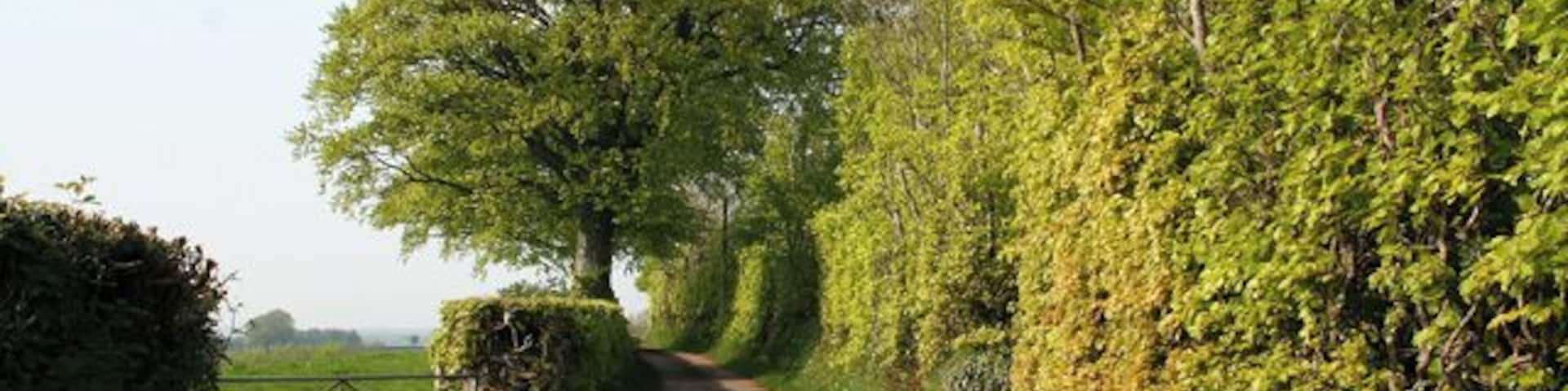 Skilgate: lane with beech tree and hedge. Looking north-north-east