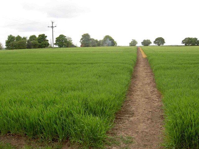 A rural field with a dirt path leading through it.