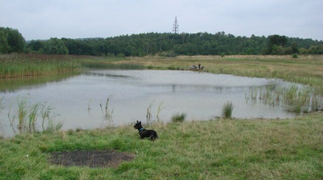 The Pond