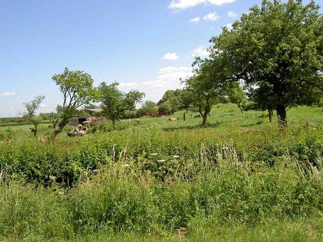 Cows grazing in the orchard