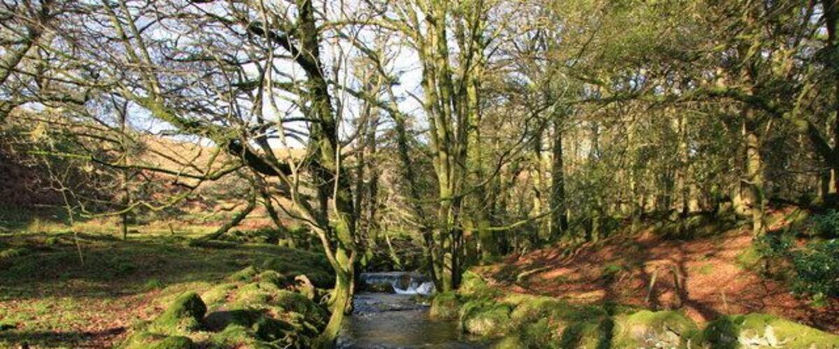Glaze Brook Flowing through Skitscombe Wood.