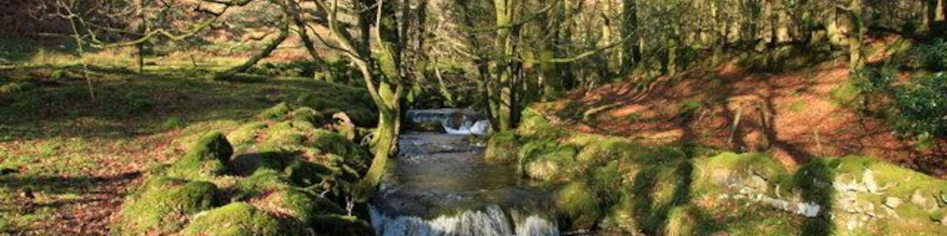 Glaze Brook Flowing through Skitscombe Wood.