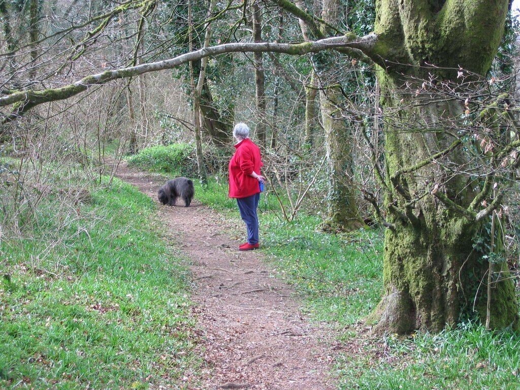 Ladies Wood, South Brent Ladies Wood is a small semi-natural woodland managed as a reserve by the Devon Wildlife Trust. Management is primarily rotational coppicing and this produces a wonderful carpet of bluebells and other woodland flowers in the spring. This is the footpath that runs along the eastern side of the wood, parallel to a RoW outside the reserve. See 1903250 and 1903233