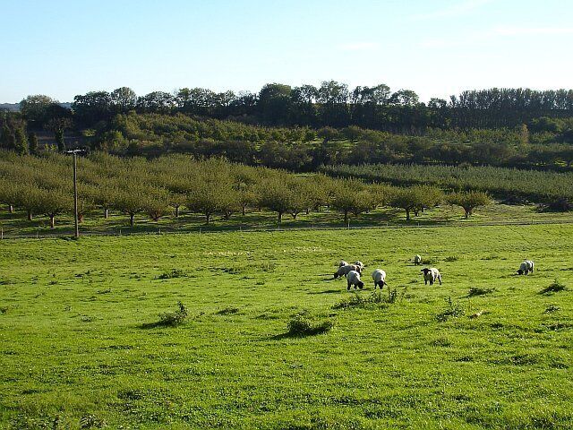 Orchards below Teynham Church