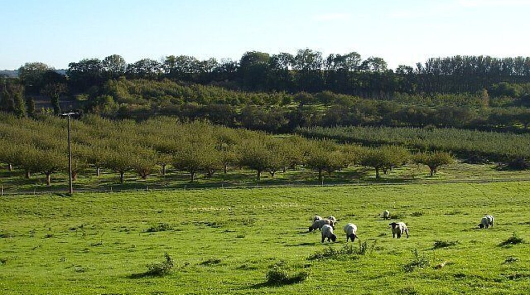 Orchards below Teynham Church