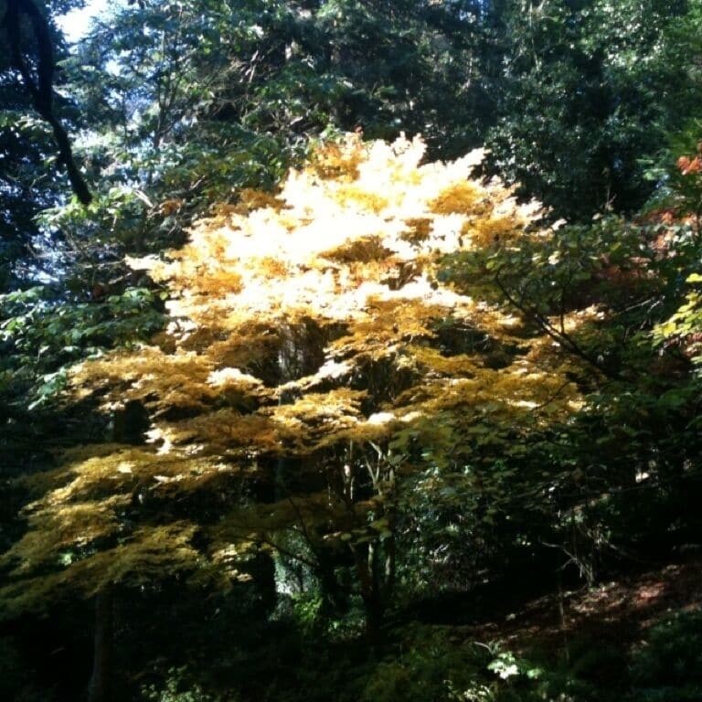 Colours of autumn