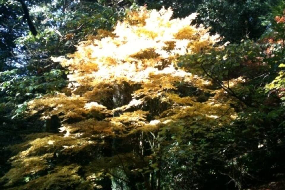 Une forêt où un arbre se distingue particulièrement par ses feuilles jaunes.