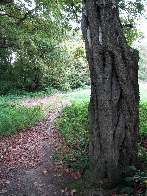 Un árbol grande con un tronco grueso y un sendero cubierto de hojas sueltas.