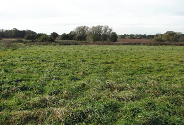 A vast green field with scattered trees in the distance.