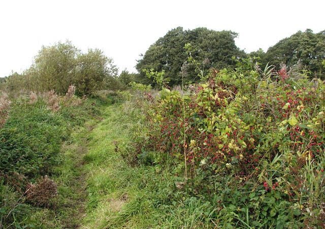 View northwest along the circular walk. The circular walk leads past the shelter and picnic tables > 1020738 further to the north (in adjacent grid square). It leads in southerly direction, past drains and a pond > 1020781. After crossing a footbridge over a drain > 1020790 running parallel to the River Ant/North Walsham and Dilham canal the path changes course to easterly, running between the river and the drain > 1020797 before turning north and back towards the car park. Pigney's Wood (marked as Pigrey's Wood on OS maps but all signs and information boards put up in the area give its name as Pigney's Wood) was purchased in 1992 by the North Norfolk Community Woodland Trust. It consists of 12 acres of meadowland adjoining the North Walsham and Dilham canal, 5 acres of existing woodland and approximately 35 acres of new woodland. A number of public footpaths traverse the site.