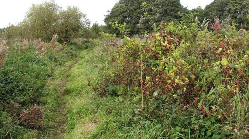 View northwest along the circular walk. The circular walk leads past the shelter and picnic tables > 1020738 further to the north (in adjacent grid square). It leads in southerly direction, past drains and a pond > 1020781. After crossing a footbridge over a drain > 1020790 running parallel to the River Ant/North Walsham and Dilham canal the path changes course to easterly, running between the river and the drain > 1020797 before turning north and back towards the car park. Pigney's Wood (marked as Pigrey's Wood on OS maps but all signs and information boards put up in the area give its name as Pigney's Wood) was purchased in 1992 by the North Norfolk Community Woodland Trust. It consists of 12 acres of meadowland adjoining the North Walsham and Dilham canal, 5 acres of existing woodland and approximately 35 acres of new woodland. A number of public footpaths traverse the site.
