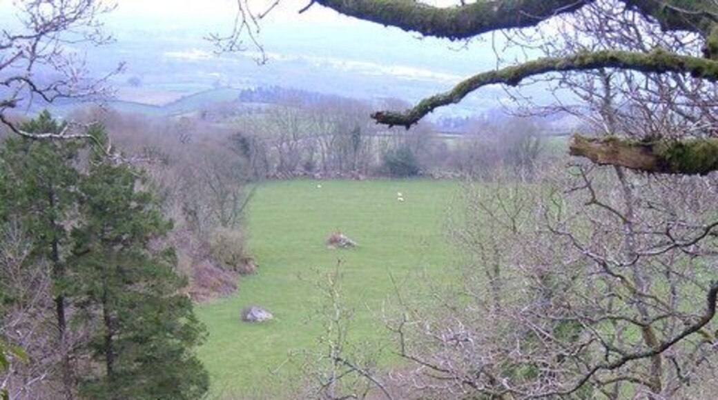 View from Bottor Rock Looking south by east through the trees from the tor.