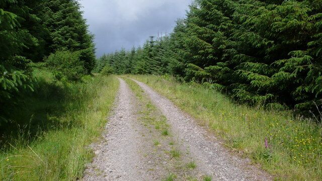 Forestry track, Craik Forest Easy walking on the usual forestry type of track.