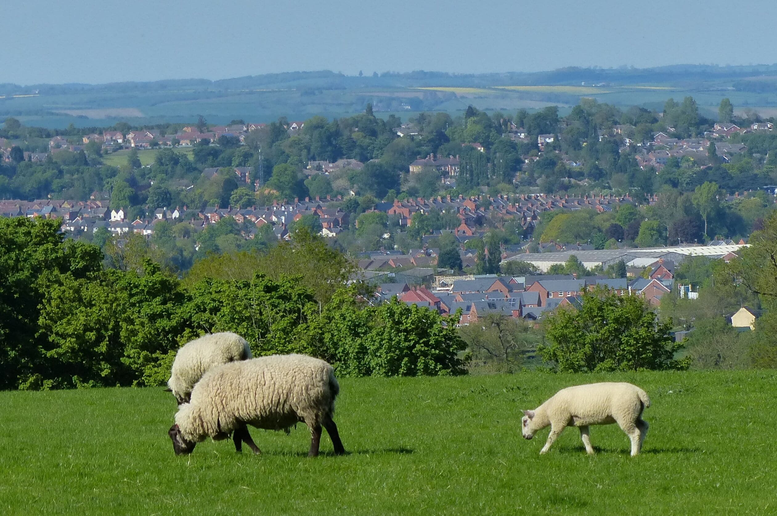 Grazing sheep near East Farndon