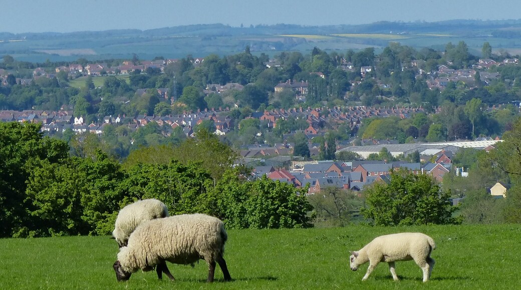 Grazing sheep near East Farndon