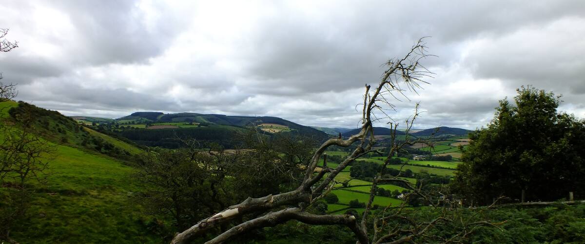 Broken Tree on Clunbury Hill