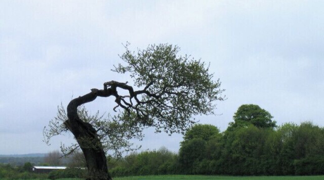Tree near Chilton Taken from the new bypass. Looks like an old bent woman.