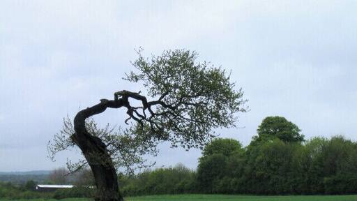 Tree near Chilton Taken from the new bypass. Looks like an old bent woman.