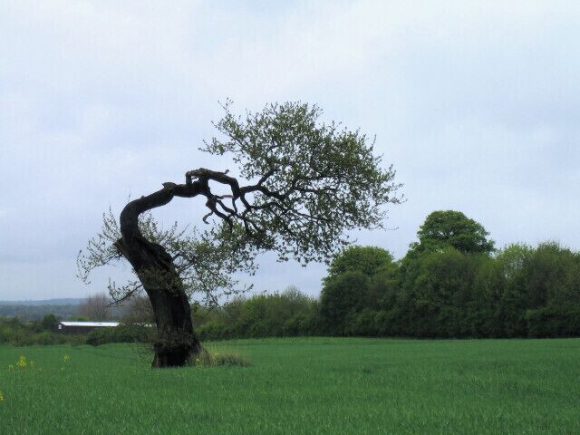 A solitary tree with a curved trunk and branches in a grassy field.