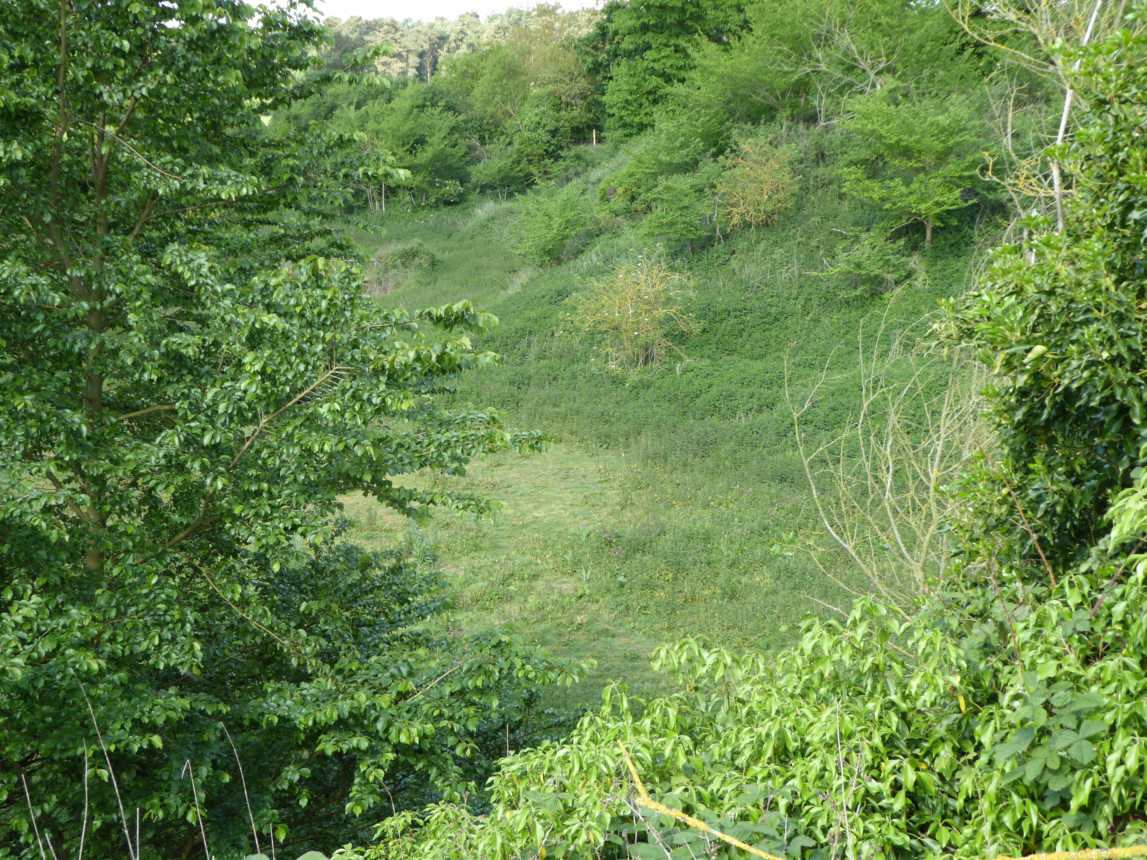 A lush green hillside with dense vegetation and a variety of trees.