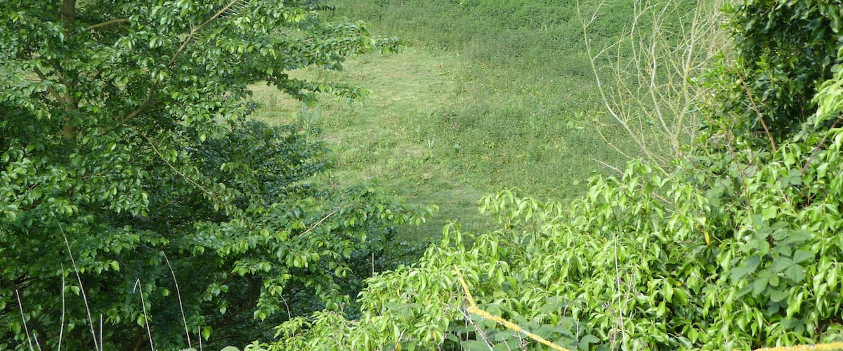 A lush green hillside with dense vegetation and a variety of trees.