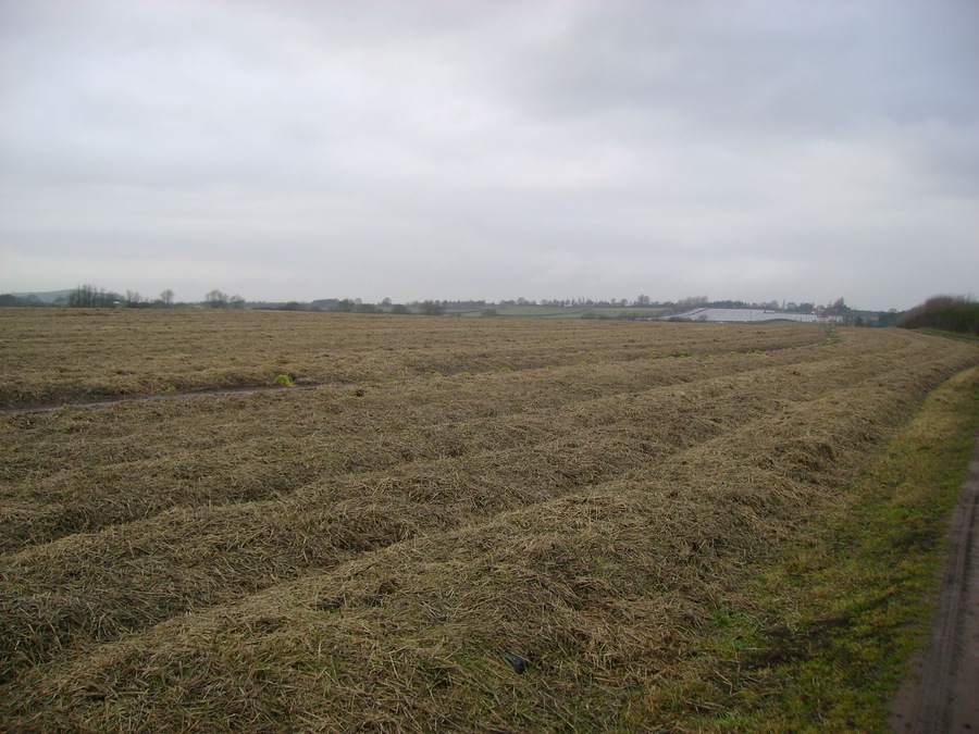 Carrot's under wraps Last years main crop carrots still in the ground covered by a blanket topped off with straw. Yorkshire carrots in the shops till the new seasons carrots are available.