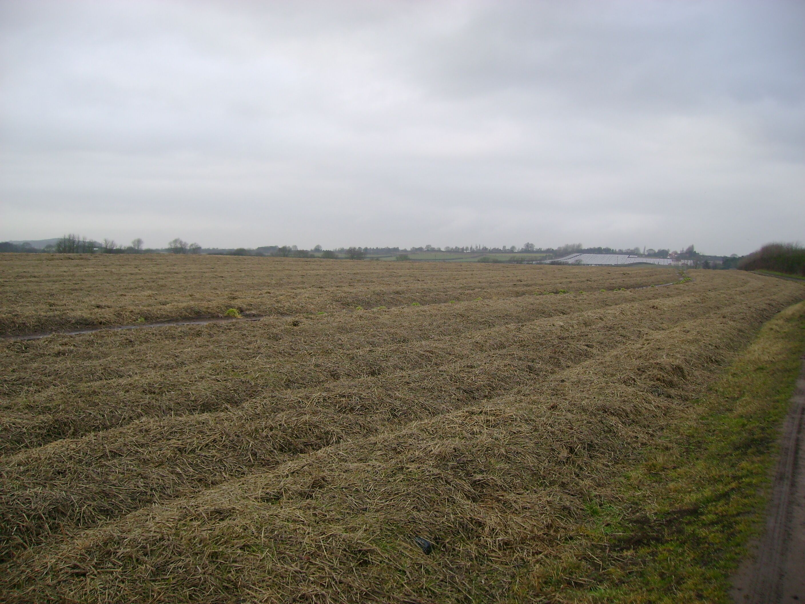 A vast, flat agricultural field with a narrow road curving to the right.